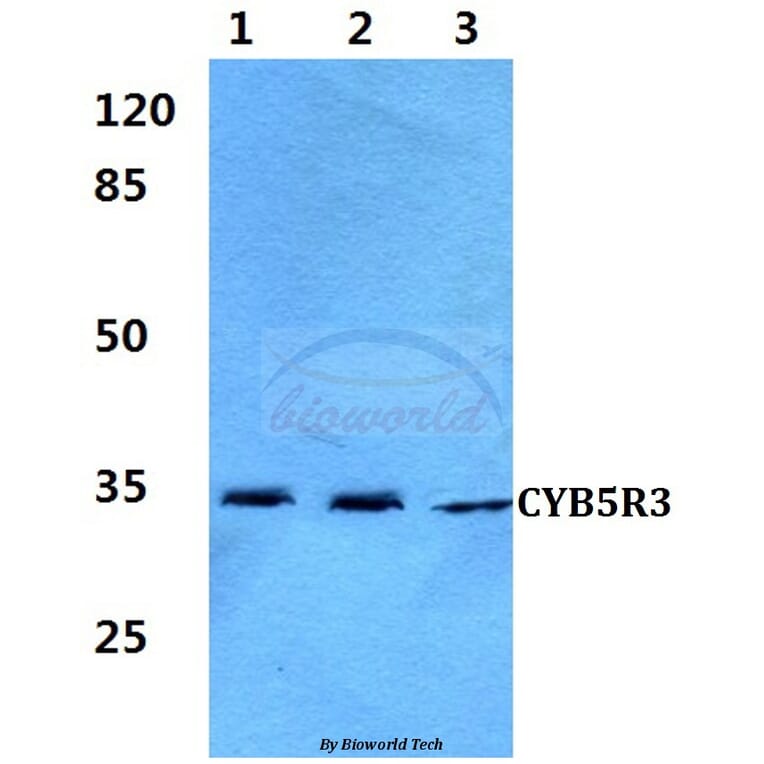 Anti-CYB5R3 (I169) Antibody from Bioworld Technology (BS3337) - Antibodies.com