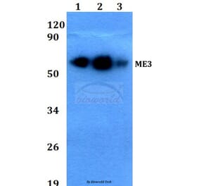 Anti-ME3 (R576) Antibody from Bioworld Technology (BS3339) - Antibodies.com