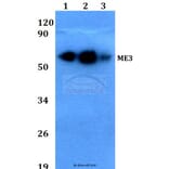 Anti-ME3 (R576) Antibody from Bioworld Technology (BS3339) - Antibodies.com