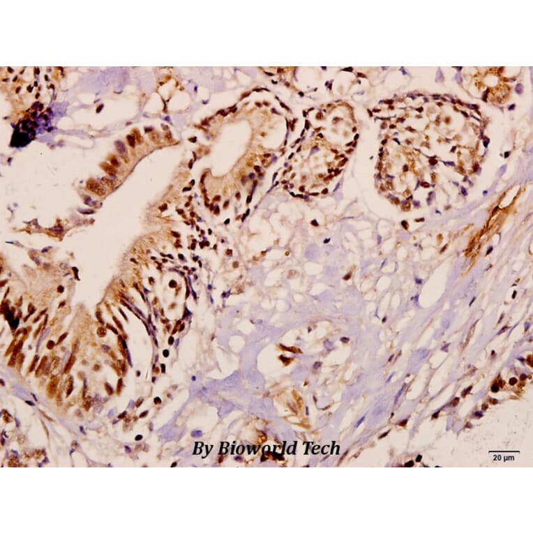 Anti-ME3 (R576) Antibody from Bioworld Technology (BS3339) - Antibodies.com