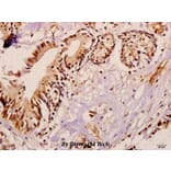 Anti-ME3 (R576) Antibody from Bioworld Technology (BS3339) - Antibodies.com