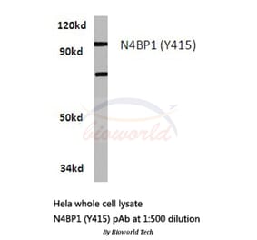 Anti-N4BP1 (Y415) Antibody from Bioworld Technology (BS3340) - Antibodies.com