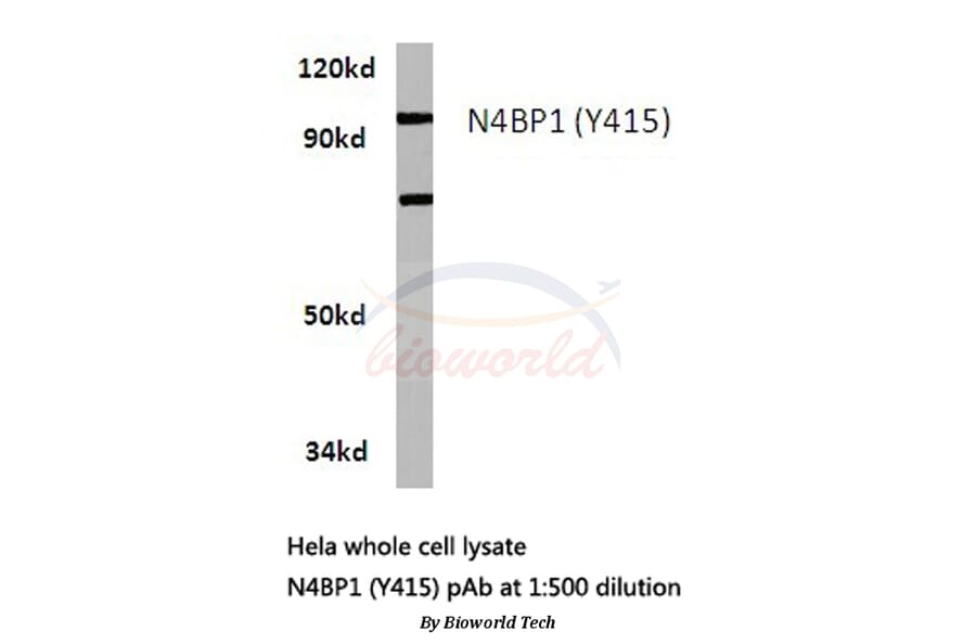 Anti-N4BP1 (Y415) Antibody from Bioworld Technology (BS3340) - Antibodies.com