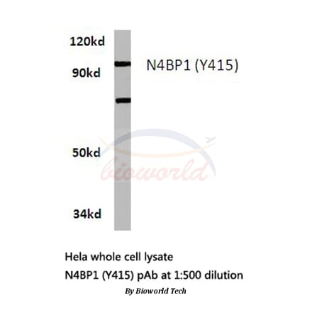 Anti-N4BP1 (Y415) Antibody from Bioworld Technology (BS3340) - Antibodies.com