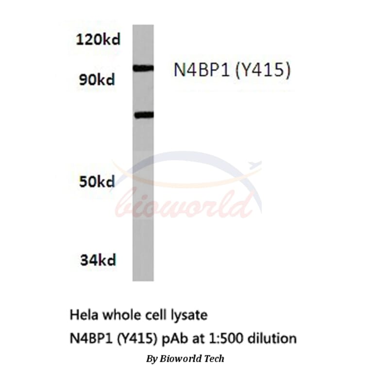 Anti-N4BP1 (Y415) Antibody from Bioworld Technology (BS3340) - Antibodies.com