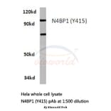 Anti-N4BP1 (Y415) Antibody from Bioworld Technology (BS3340) - Antibodies.com
