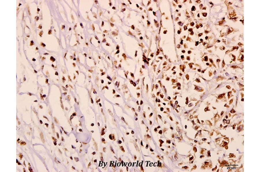 Anti-N4BP1 (Y415) Antibody from Bioworld Technology (BS3340) - Antibodies.com
