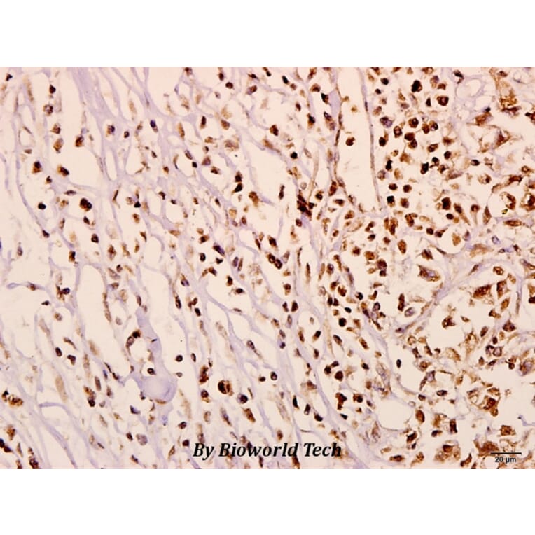 Anti-N4BP1 (Y415) Antibody from Bioworld Technology (BS3340) - Antibodies.com