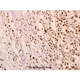Anti-N4BP1 (Y415) Antibody from Bioworld Technology (BS3340) - Antibodies.com