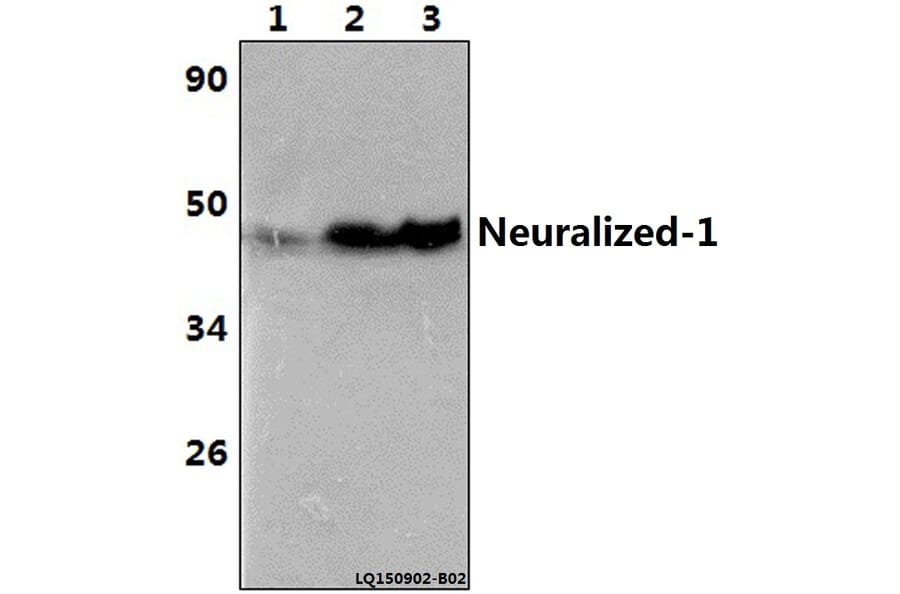 Anti-Neuralized-1 (V250) Antibody from Bioworld Technology (BS3342) - Antibodies.com