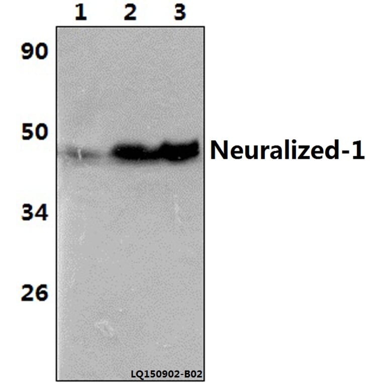 Anti-Neuralized-1 (V250) Antibody from Bioworld Technology (BS3342) - Antibodies.com