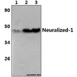 Anti-Neuralized-1 (V250) Antibody from Bioworld Technology (BS3342) - Antibodies.com