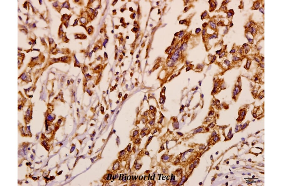 Anti-Neuralized-1 (V250) Antibody from Bioworld Technology (BS3342) - Antibodies.com