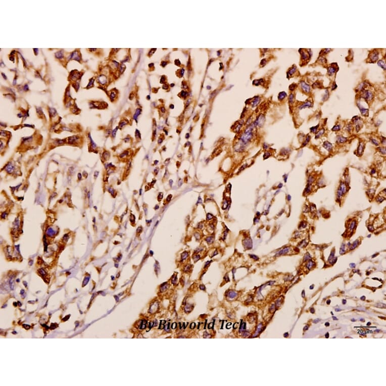 Anti-Neuralized-1 (V250) Antibody from Bioworld Technology (BS3342) - Antibodies.com