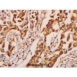 Anti-Neuralized-1 (V250) Antibody from Bioworld Technology (BS3342) - Antibodies.com
