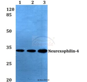 Anti-Neurexophilin-4 (P248) Antibody from Bioworld Technology (BS3345) - Antibodies.com