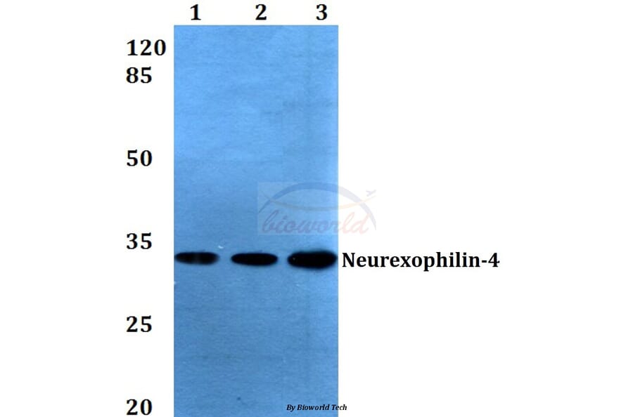 Anti-Neurexophilin-4 (P248) Antibody from Bioworld Technology (BS3345) - Antibodies.com