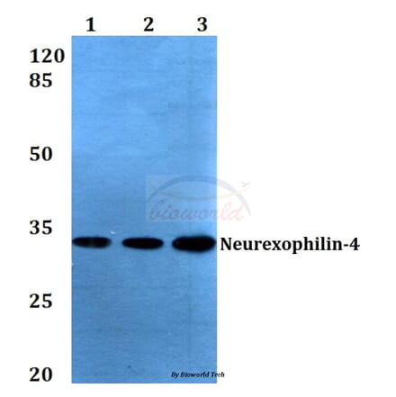 Anti-Neurexophilin-4 (P248) Antibody from Bioworld Technology (BS3345) - Antibodies.com