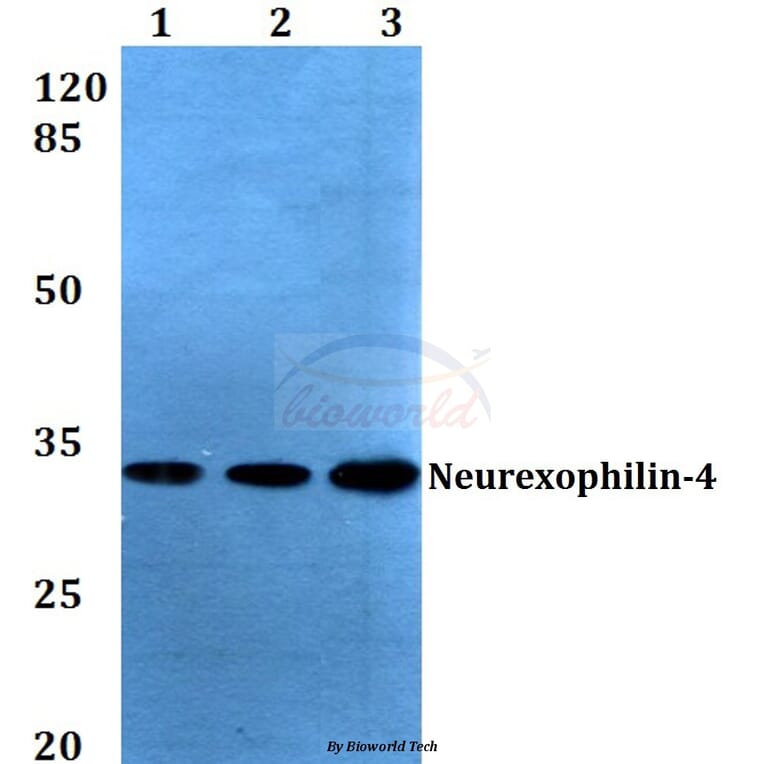 Anti-Neurexophilin-4 (P248) Antibody from Bioworld Technology (BS3345) - Antibodies.com