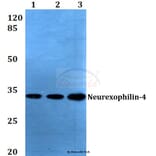Anti-Neurexophilin-4 (P248) Antibody from Bioworld Technology (BS3345) - Antibodies.com