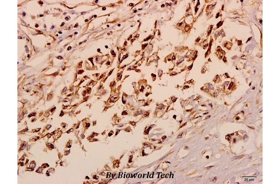 Anti-Neurexophilin-4 (P248) Antibody from Bioworld Technology (BS3345) - Antibodies.com