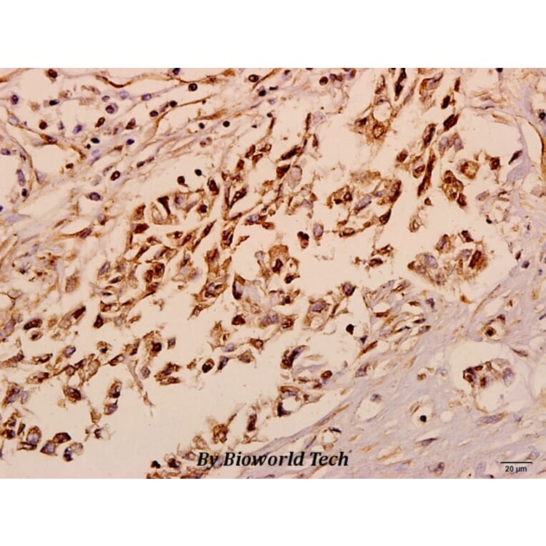 Anti-Neurexophilin-4 (P248) Antibody from Bioworld Technology (BS3345) - Antibodies.com