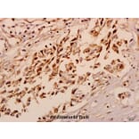 Anti-Neurexophilin-4 (P248) Antibody from Bioworld Technology (BS3345) - Antibodies.com