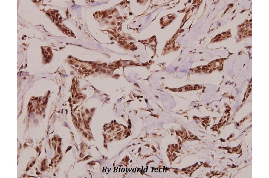 Anti-VGF (K458) Antibody from Bioworld Technology (BS3351) - Antibodies.com