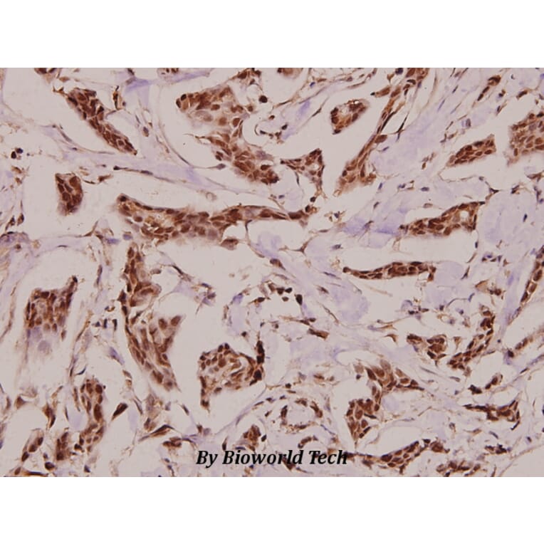 Anti-VGF (K458) Antibody from Bioworld Technology (BS3351) - Antibodies.com