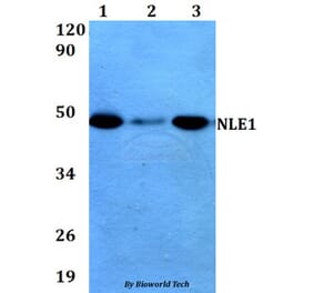 Anti-NLE1 (Y333) Antibody from Bioworld Technology (BS3353) - Antibodies.com