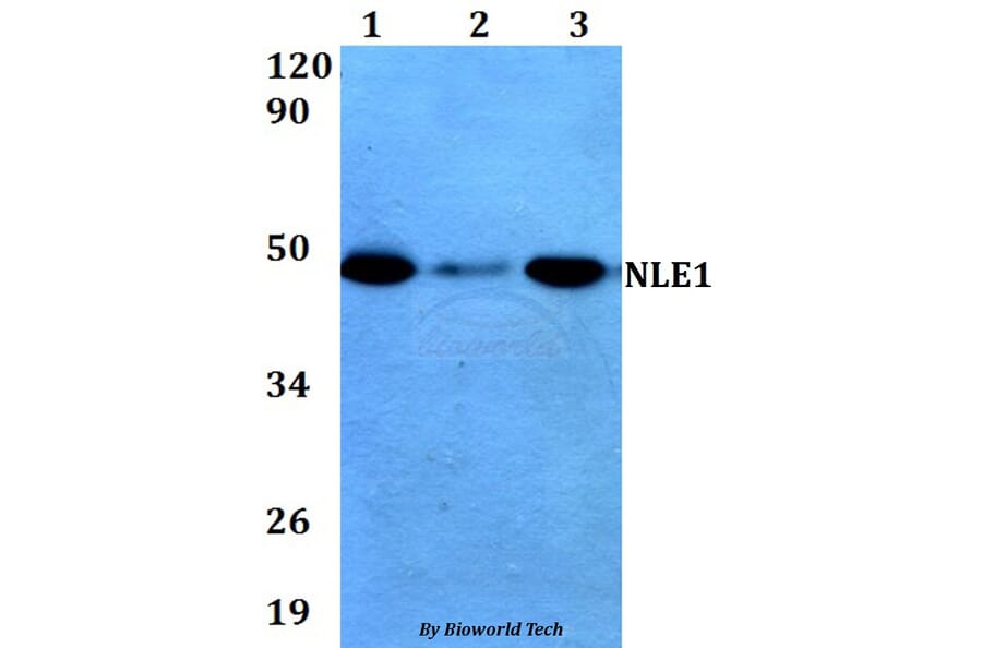 Anti-NLE1 (Y333) Antibody from Bioworld Technology (BS3353) - Antibodies.com