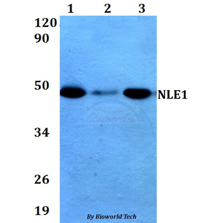 Anti-NLE1 (Y333) Antibody from Bioworld Technology (BS3353) - Antibodies.com