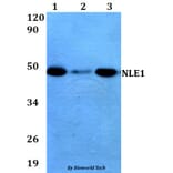 Anti-NLE1 (Y333) Antibody from Bioworld Technology (BS3353) - Antibodies.com