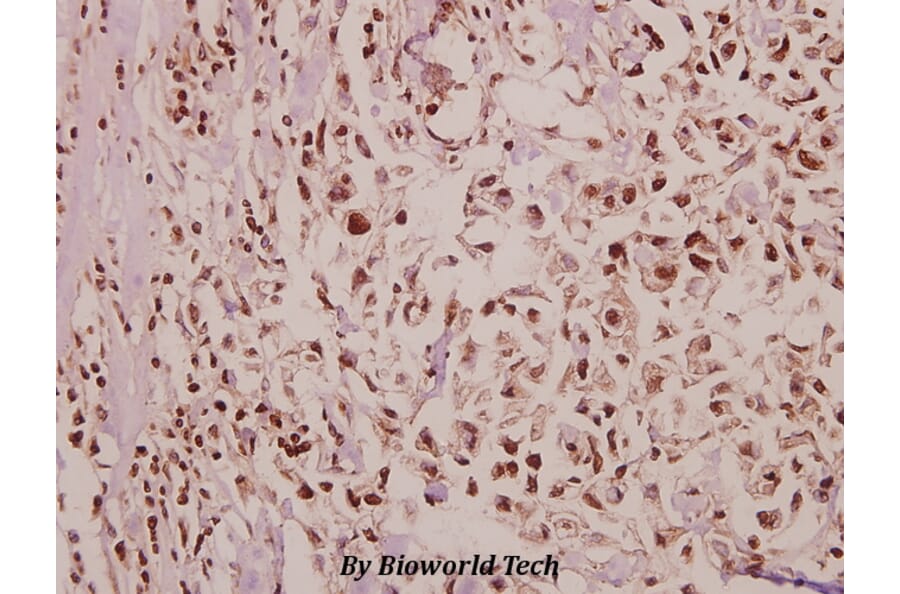 Anti-POM121 (K1249) Antibody from Bioworld Technology (BS3354) - Antibodies.com