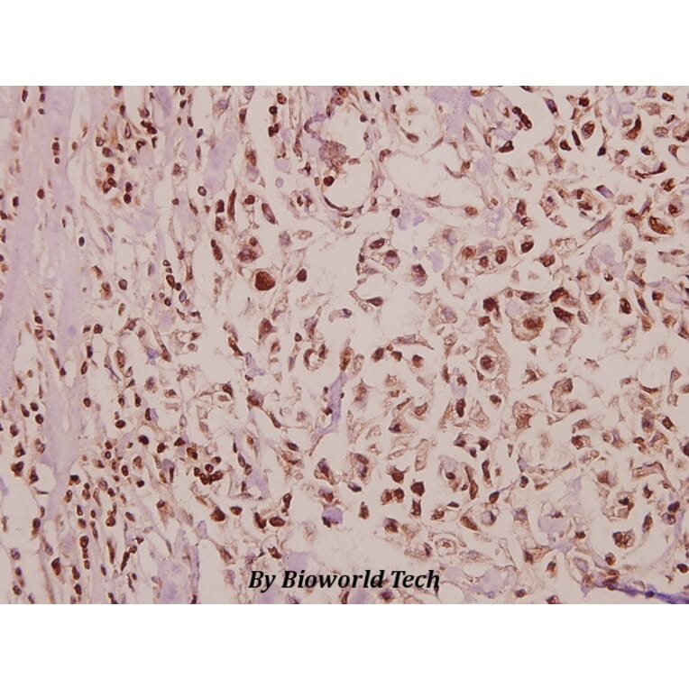 Anti-POM121 (K1249) Antibody from Bioworld Technology (BS3354) - Antibodies.com