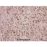 Anti-POM121 (K1249) Antibody from Bioworld Technology (BS3354) - Antibodies.com
