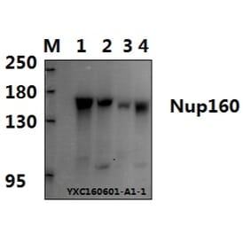 Anti-Nup160 (L424) Antibody from Bioworld Technology (BS3355) - Antibodies.com