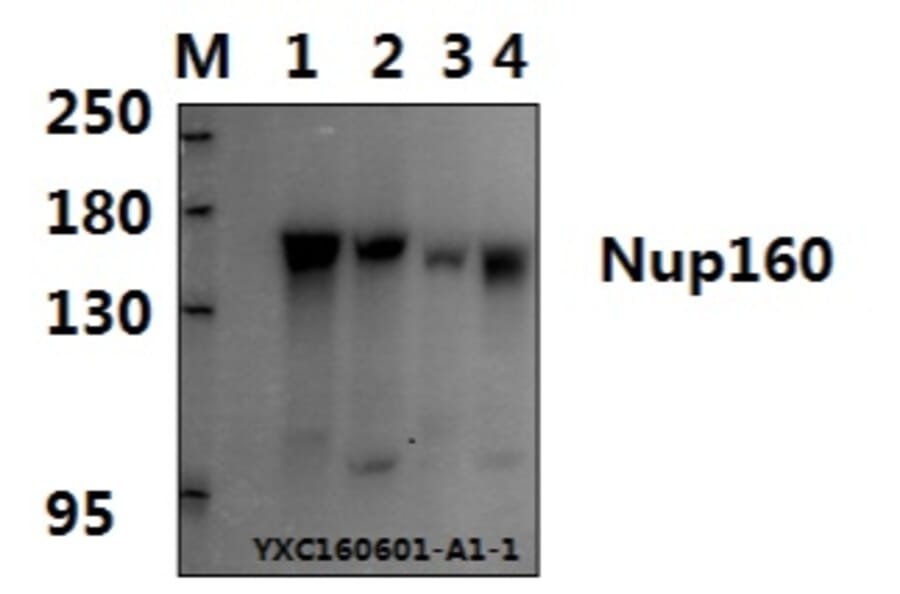 Anti-Nup160 (L424) Antibody from Bioworld Technology (BS3355) - Antibodies.com
