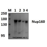 Anti-Nup160 (L424) Antibody from Bioworld Technology (BS3355) - Antibodies.com