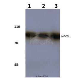 Anti-NOC3L (F447) Antibody from Bioworld Technology (BS3358) - Antibodies.com