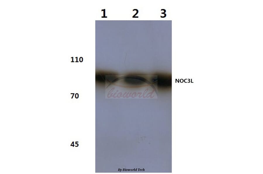 Anti-NOC3L (F447) Antibody from Bioworld Technology (BS3358) - Antibodies.com