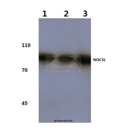 Anti-NOC3L (F447) Antibody from Bioworld Technology (BS3358) - Antibodies.com