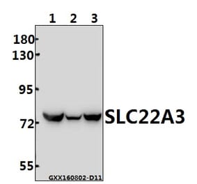 Anti-SLC22A3 (Q306) Antibody from Bioworld Technology (BS3359) - Antibodies.com
