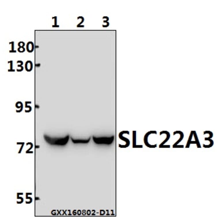 Anti-SLC22A3 (Q306) Antibody from Bioworld Technology (BS3359) - Antibodies.com