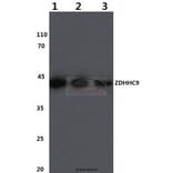 Anti-ZDHHC9 (K364) Antibody from Bioworld Technology (BS3363) - Antibodies.com