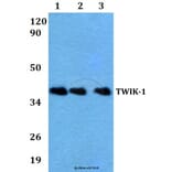 Anti-TWIK-1 (V322) Antibody from Bioworld Technology (BS3370) - Antibodies.com
