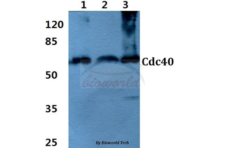Anti-Cdc40 (S209) Antibody from Bioworld Technology (BS3374) - Antibodies.com