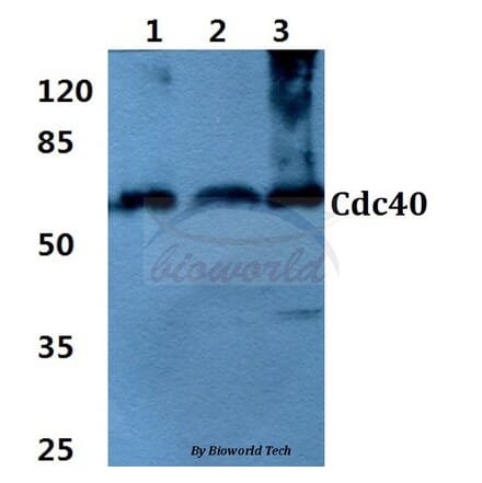 Anti-Cdc40 (S209) Antibody from Bioworld Technology (BS3374) - Antibodies.com