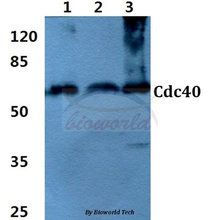 Anti-Cdc40 (S209) Antibody from Bioworld Technology (BS3374) - Antibodies.com