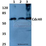 Anti-Cdc40 (S209) Antibody from Bioworld Technology (BS3374) - Antibodies.com